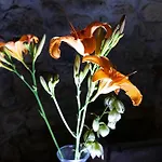 Elicriso Como